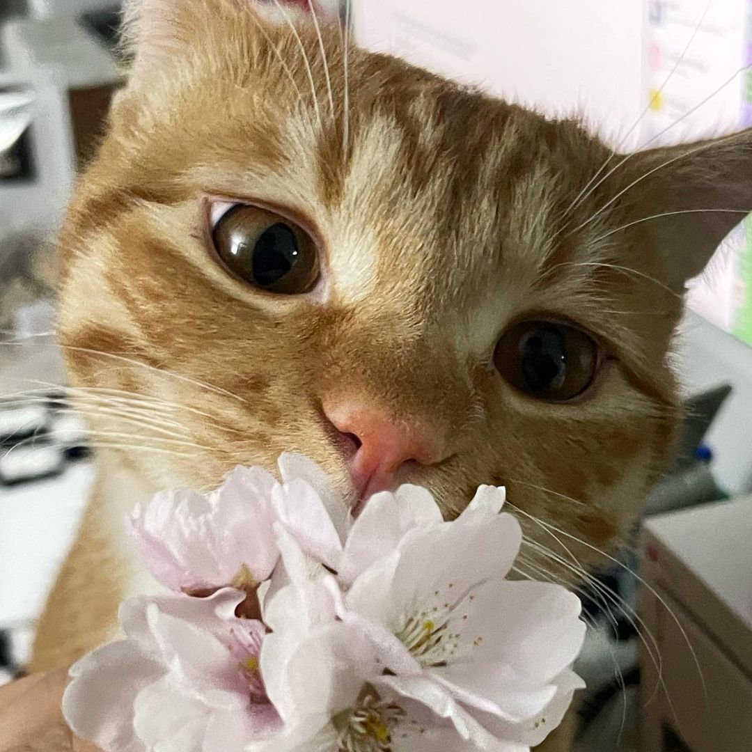 고양이에게 사랑받는 법, 향수 냄새나 담배 냄새 등 강한 향은 피하자