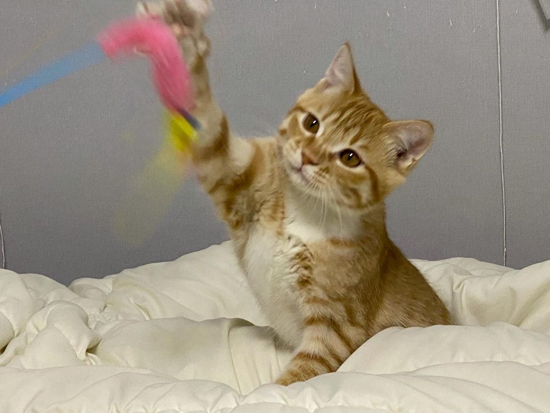 고양이에게 사랑받는 법, 정해진 놀이시간을 활용하기