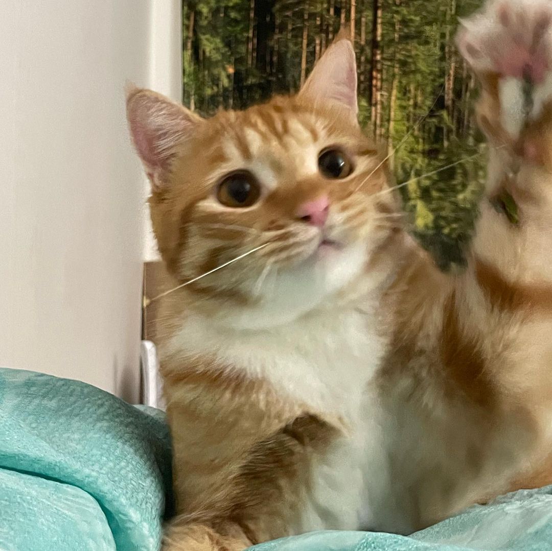 고양이에게 사랑받는 법, 부드럽고 나긋나긋한 목소리