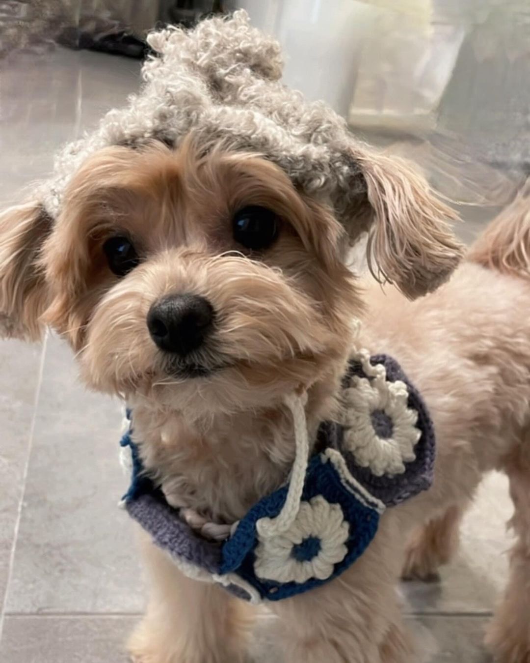 사쿠라가 만든 반려견 목도리와 모자