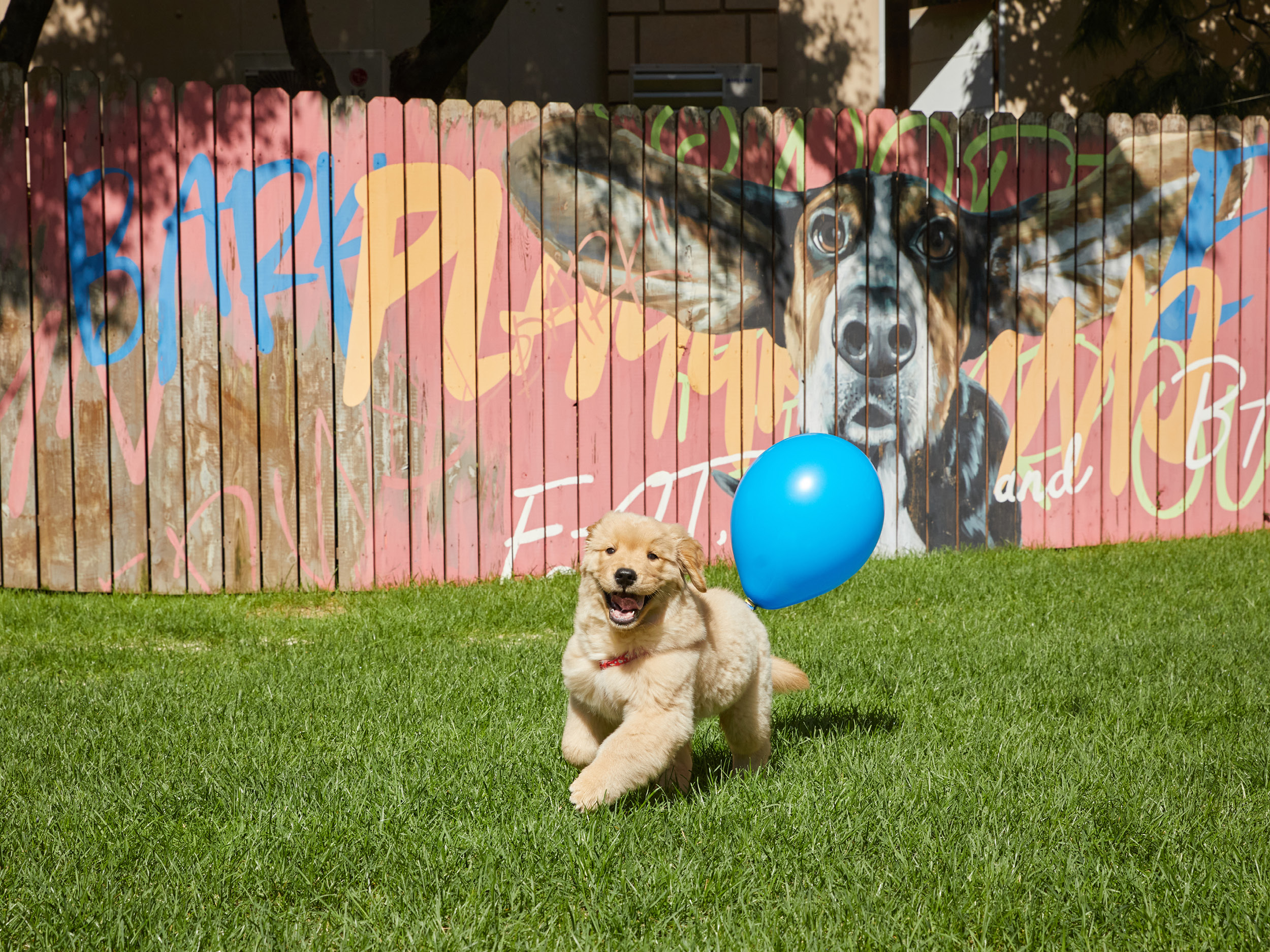소노펫 비발디파크