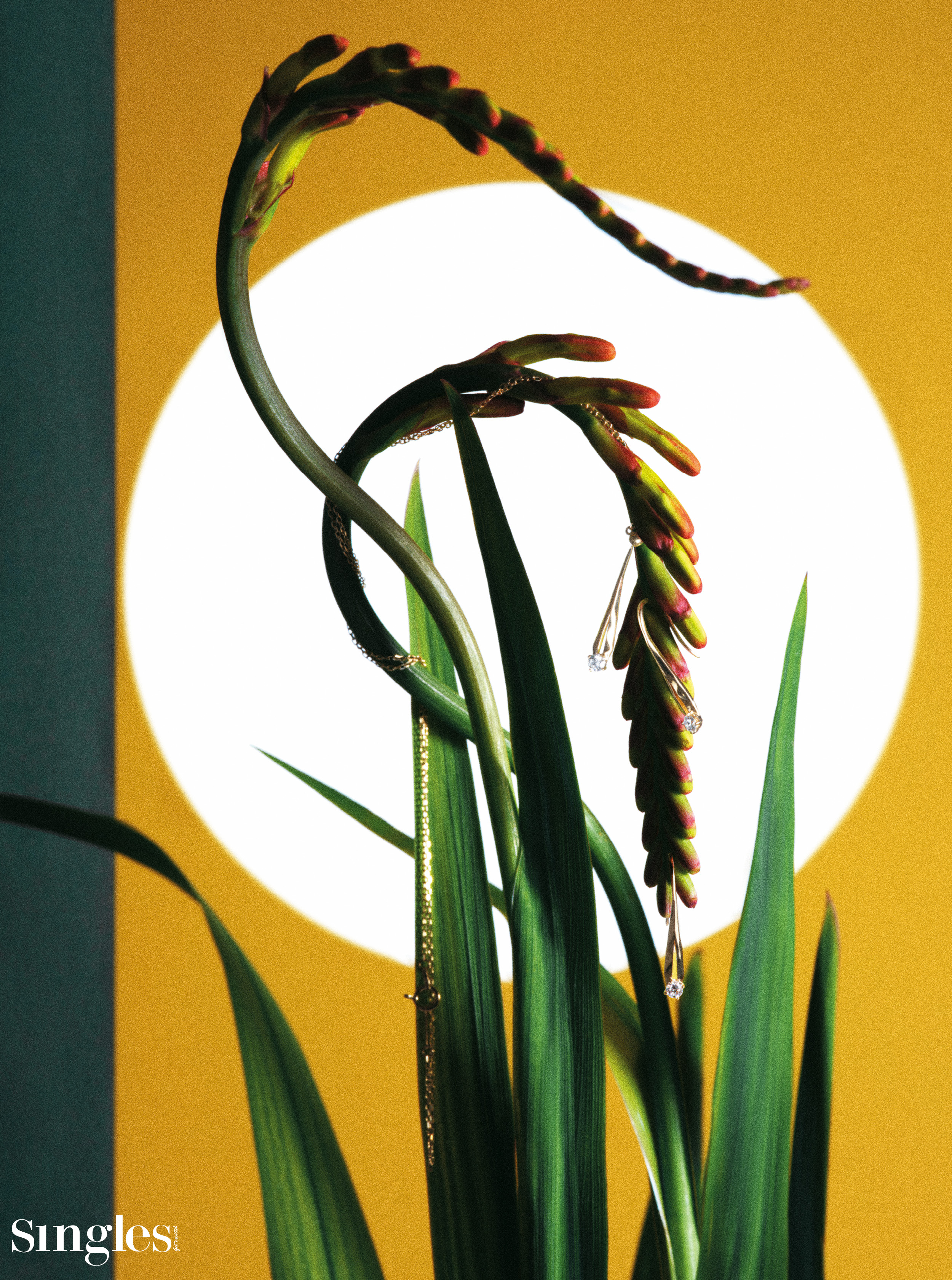 메테오 컬렉션, 히카리 by 더 퓨처락스