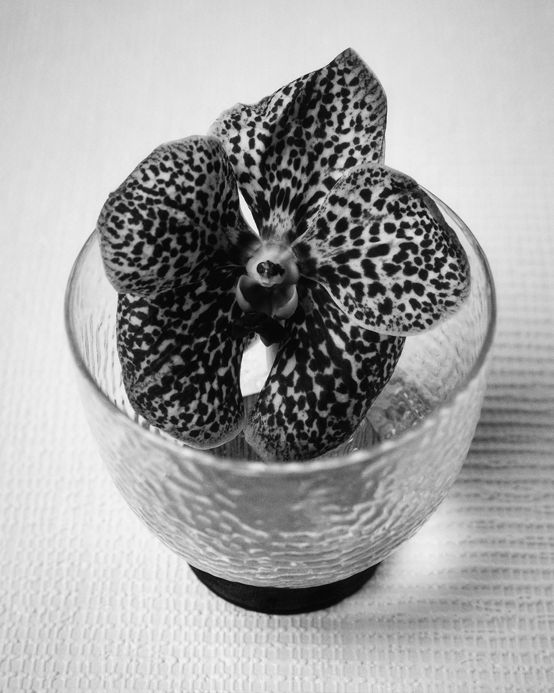 자라홈 ‘에디션(Editions)’의 한정판 캡슐 컬렉션