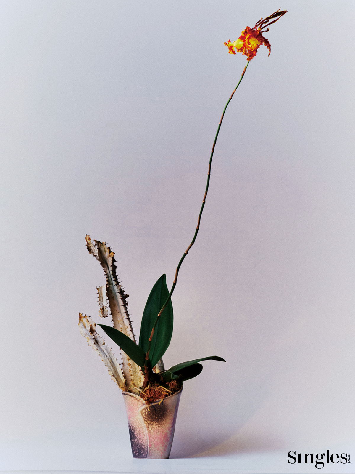 프리저브 선인장과 난, 한유나플라워 한유나