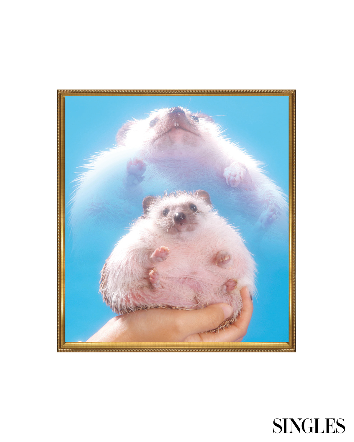 ⓒ Bora’s Photo Shop, 고슴도치.