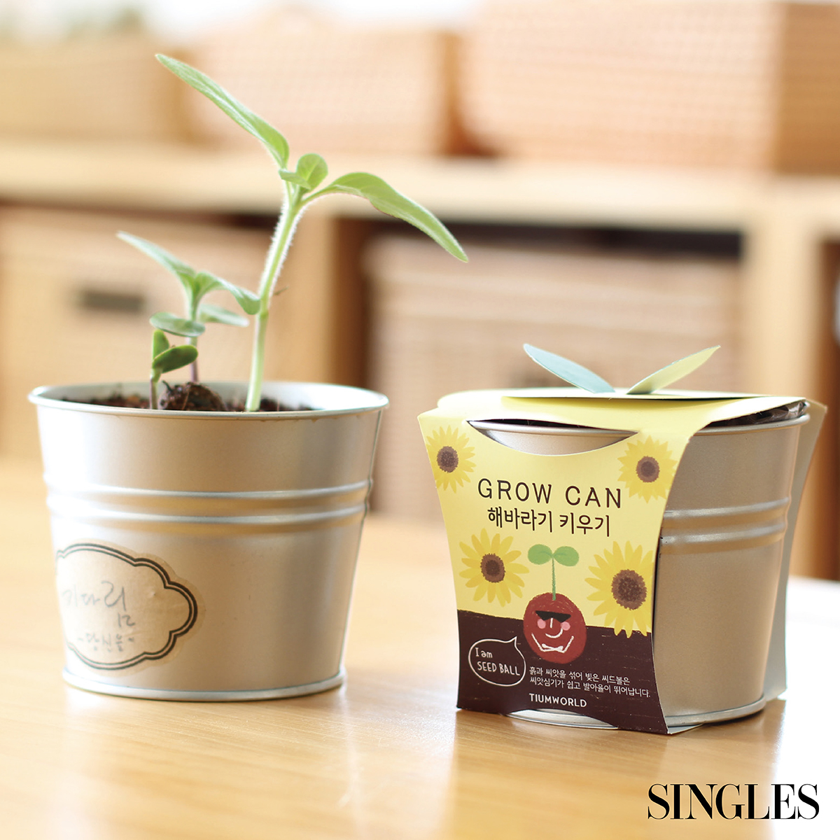 그로우캔 해바라기 키우기 by 틔움세상