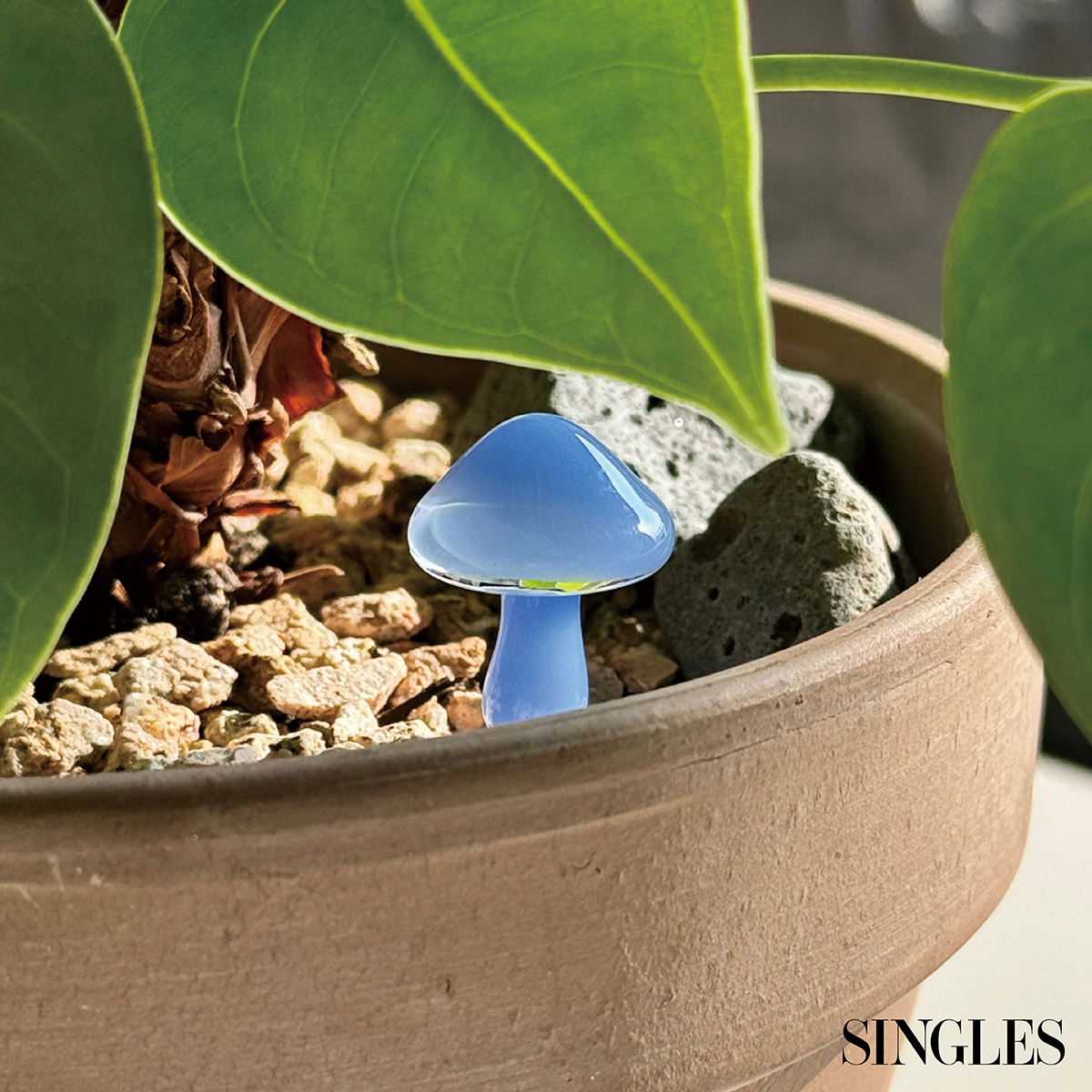 줄라이 오키드 머쉬룸 가든 픽