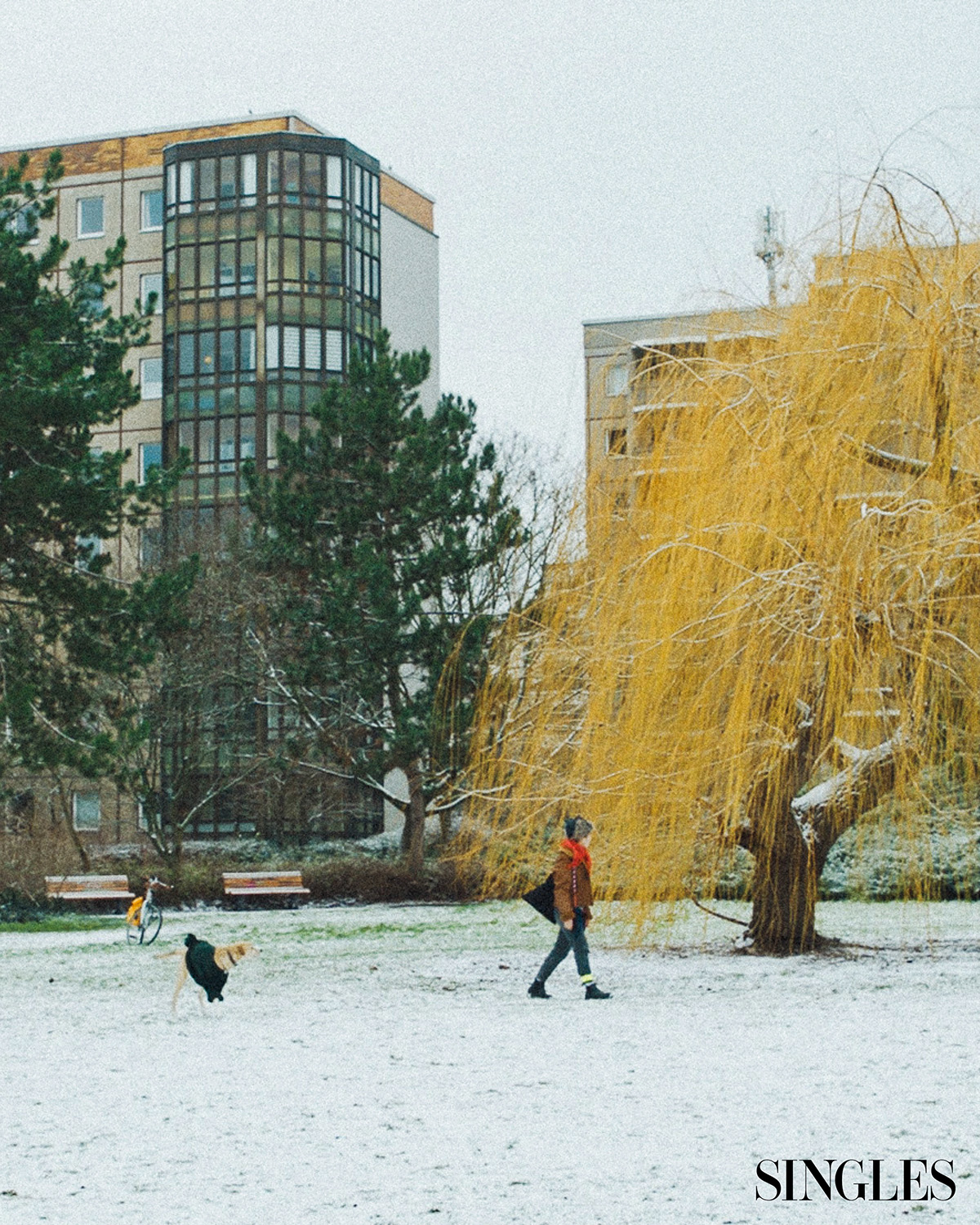 <카나리아 제도의 식물>